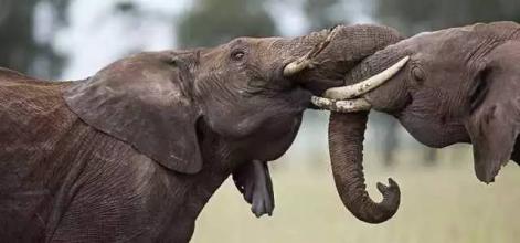 大象独特的大脑结构表明了他们的智力