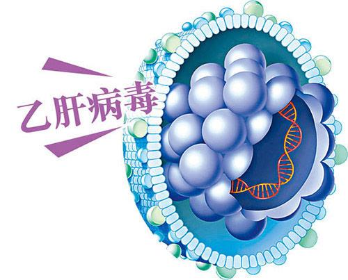 科学家们对乙型肝炎病毒的起源有了新的认识