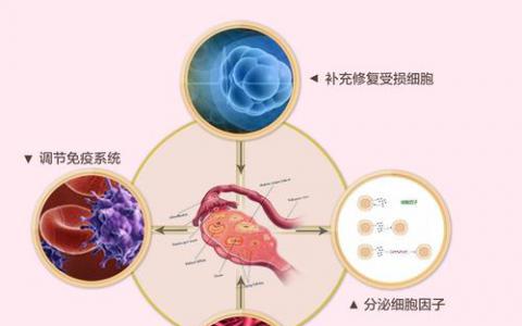 开发的更有效的血液干细胞编辑方案