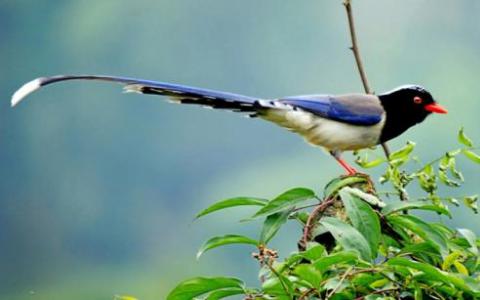 科学家通过为鸟类发出气味线索来研究植物如何保护自己