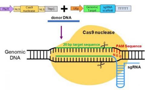 新技术改进了蚊子和其他物种的CRISPR-Cas9基因编辑