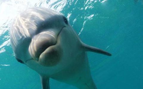 海洋哺乳动物缺乏防御流行杀虫剂的功能基因
