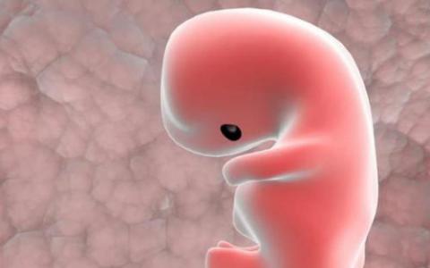 声称在人类胚胎中具有固定基因突变的团队提供了新的证据