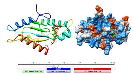 GPCR设计方法可以提高药物靶标稳定性