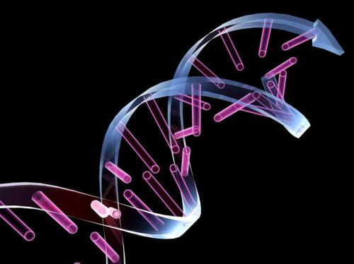科学家们首先制作出完全由计算机生成的基因组