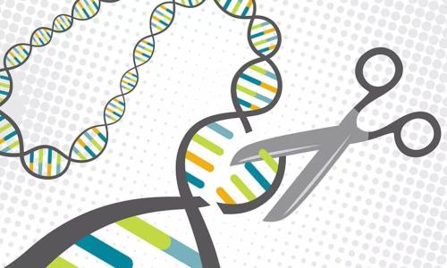 以下是我们对CRISPR安全性的了解以及基因组故意破坏的报告