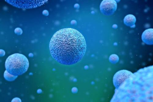 研究揭示了有朝一日可能提高作物产量的干细胞增殖