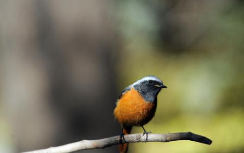 雄性鸟类对抗抑郁药的女性唱歌较少