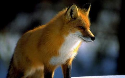 序列化的狐狸基因组暗示了行为的遗传基础