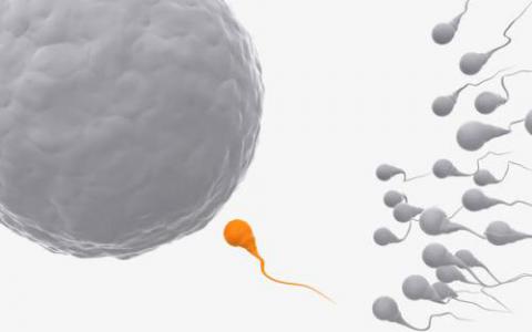 科学家发现难以捉摸的分子可以帮助精子找到卵子