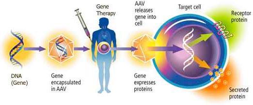 CRISPR及其他基因治疗的进展