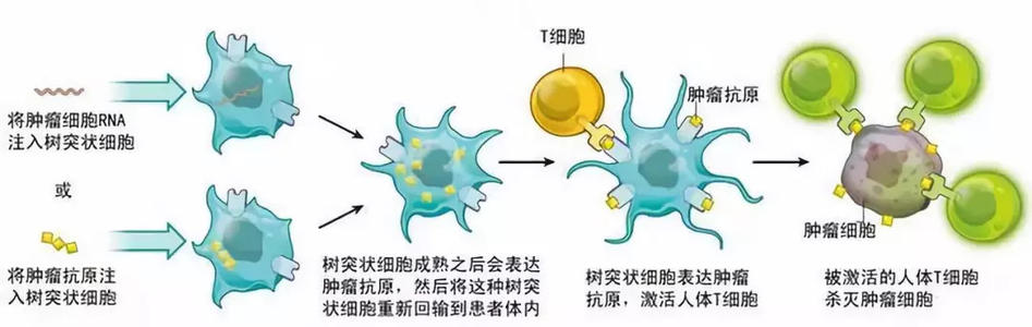 鉴定抗癌免疫与肠道微生物组之间的因果关系