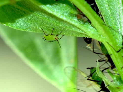蚜虫操纵他们的食物