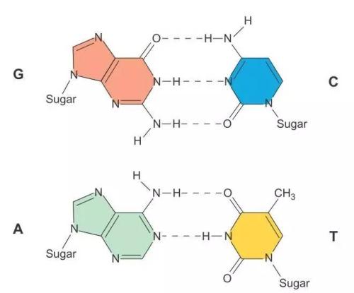 中国研究人员进一步开发腺嘌呤碱基编辑