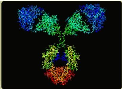 新细胞系产生NIST单克隆抗体用于改进生物药物