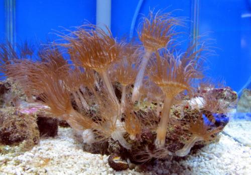 掠食性海珊瑚组合起来以刺痛的水母为食