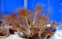 掠食性海珊瑚组合起来以刺痛的水母为食
