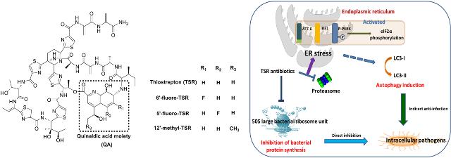 分子生物学家开发管道以创建和筛选新的羊毛硫抗生素肽