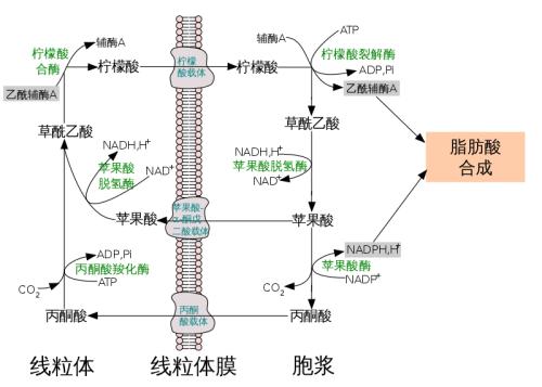 用于有效抑制人ATP-柠檬酸裂解酶的变构机制