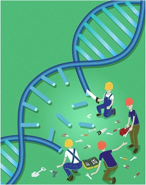 CRISPR切割后的DNA修复根本不是人们的想法