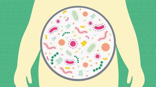 在塑造肠道微生物组时饮食比进化关系更重要