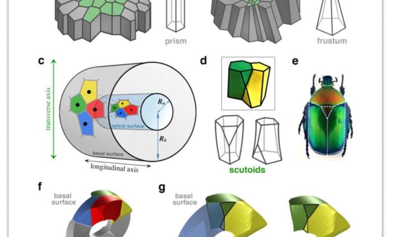 研究揭示了自然界使用的新几何形状来有效地包装细胞