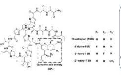 分子生物学家开发管道以创建和筛选新的羊毛硫抗生素肽