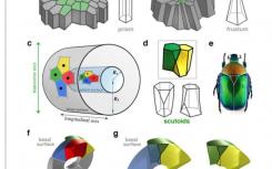 研究揭示了自然界使用的新几何形状来有效地包装细胞