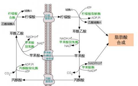 用于有效抑制人ATP-柠檬酸裂解酶的变构机制