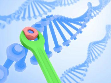 基因调控多工具在DNA损伤后对基因组进行解密时起着关键作用
