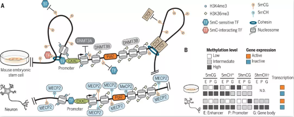 纽约大学生物学家开发了验证基因调控网络的方法