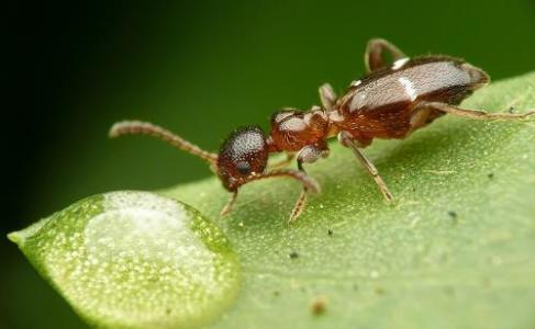 研究人员从蚂蚁微生物群中分离出能够抵抗抗药性真菌的化合物