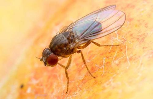 研究评估了不成对的1基因过表达对果蝇寿命的影响