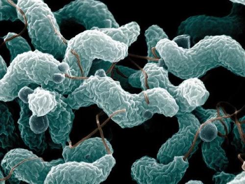 科学家们发现了控制细菌工厂生物技术目标的新方法