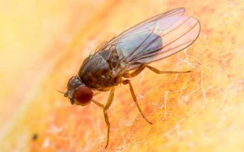 研究评估了不成对的1基因过表达对果蝇寿命的影响