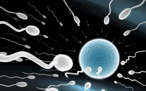 精子中小RNA的变化可能有助于受精