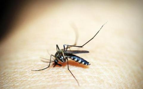 清除携带疟疾的蚊子不太可能影响生态系统