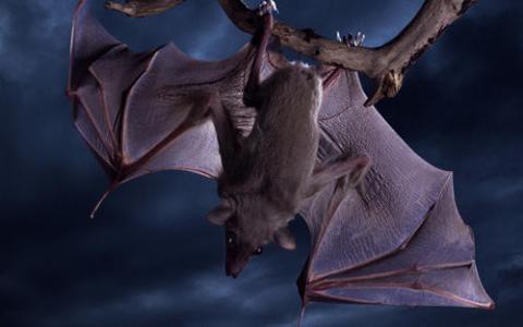蝙蝠有一个从古老的埃博拉病毒中剔除的基因