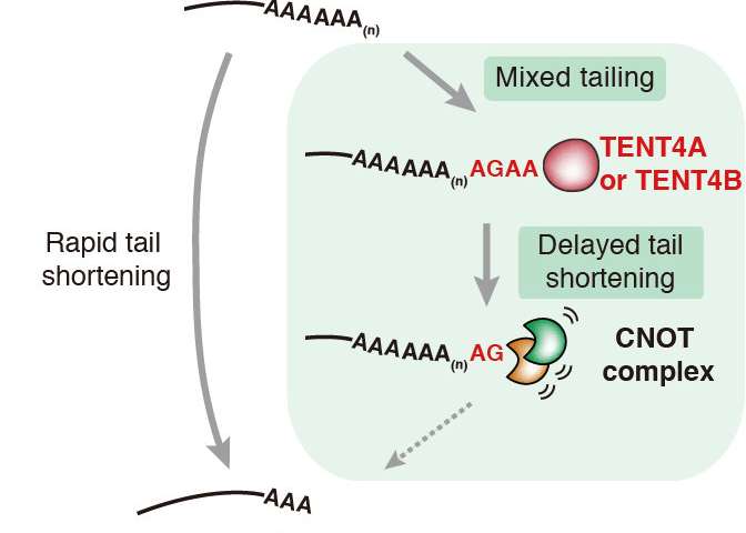 混合的mRNA尾巴就像一个盾牌可以延缓它的缩短