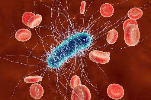 细菌装甲可能成为抗生素的新靶点