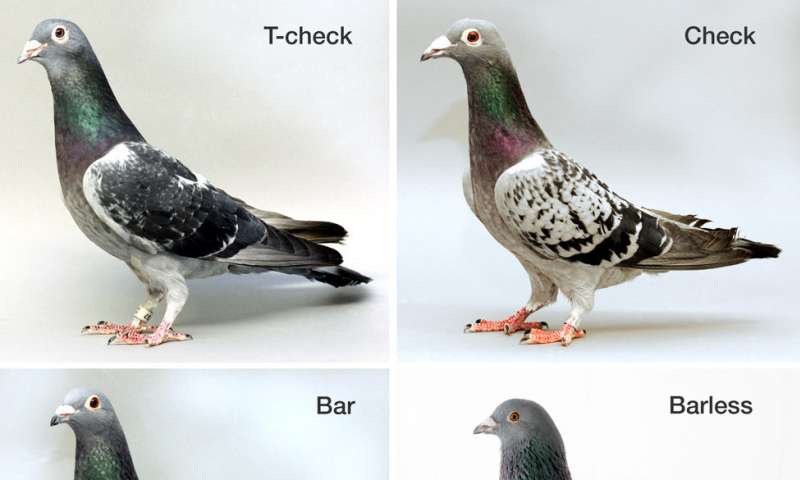 单个基因的变异驱动不同的鸽子羽毛图案