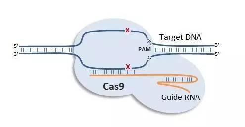 CRISPR / Cas9基因编辑剪刀不如我们想象的那么准确但有一些修复