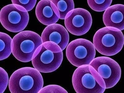研究人员确定了制造干细胞所必需的蛋白质
