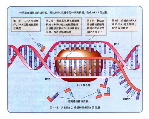 研究人员在RNAs中发现了调节蛋白质合成的隐藏信号