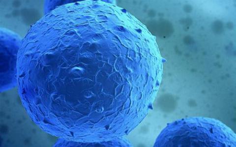 科学家在干细胞产生的人工小鼠胚胎中产生关键的生命事件