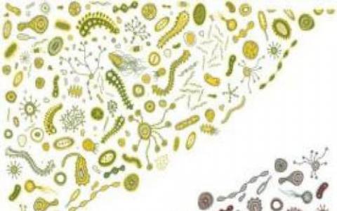 研究人员设计细菌以在空气中创造肥料