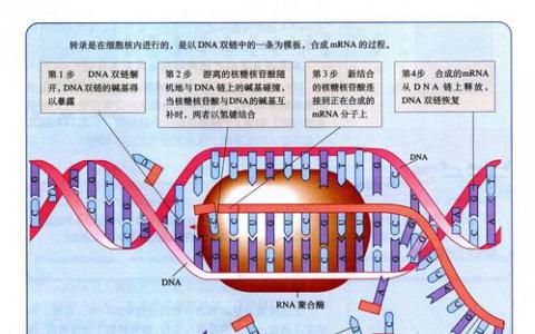 研究人员在RNAs中发现了调节蛋白质合成的隐藏信号