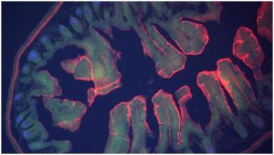 单细胞分辨率下小鼠肠道内胚层的出现景观