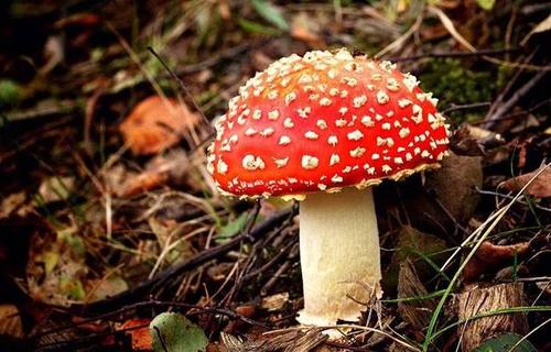 关于如何区分食用菌和有毒蘑菇的三个技巧