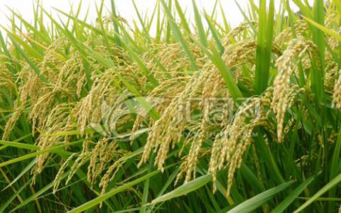 水稻植物进化以适应洪水